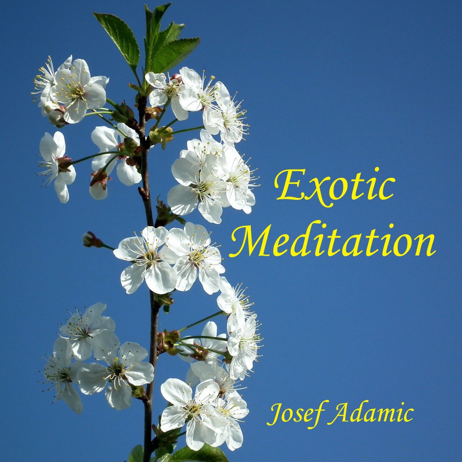 Exotic Meditation