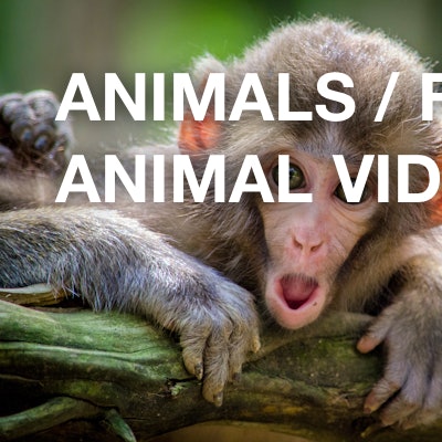 Animals / Funny animal videos