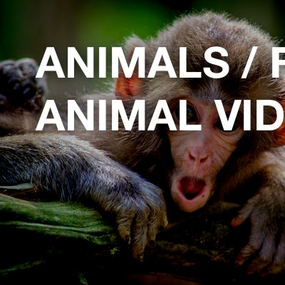 Animals / Funny animal videos