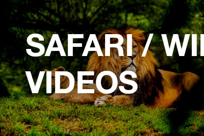 Safari / Wildlife videos