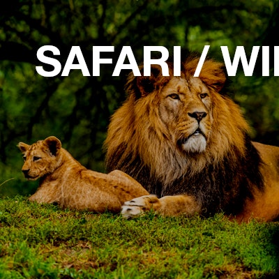 Safari / Wildnis